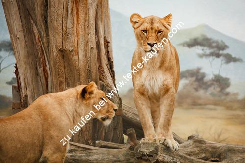 Zwei Löwen in Afrika
