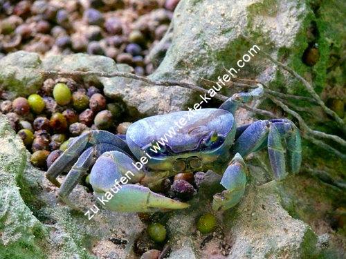Krabbe in der natur