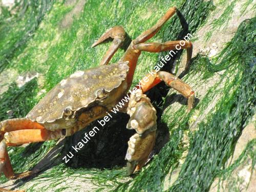 Krabbe im Watt