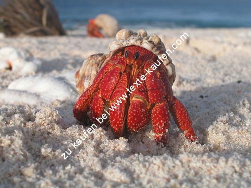 Rote Krabbe am Meer