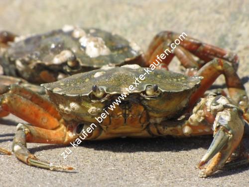 portrait dun crabe