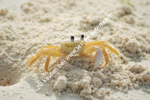 Gelbe Krabbe im Meeressand