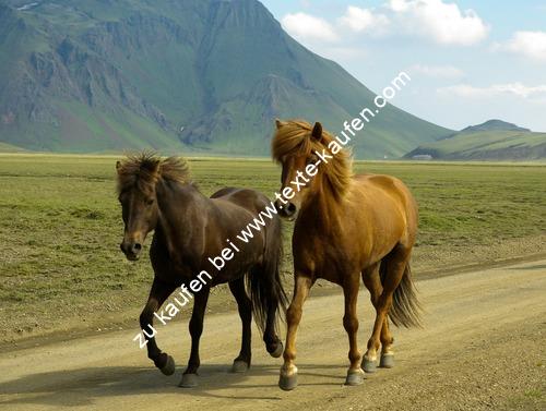 Zwei Pferde am galoppieren