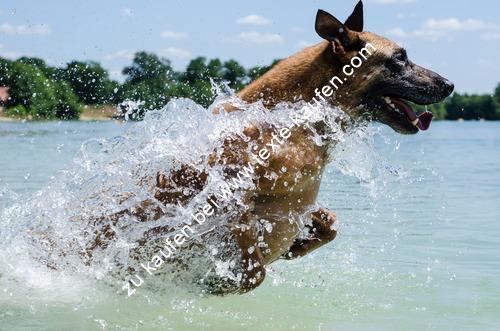 Schäferhund im Wasser
