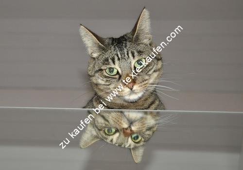 Katzenbaby mit Spiegelbild