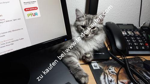 Kätzchen, bzw. Katze am PC