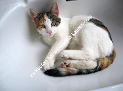 Katze in der Badewanne