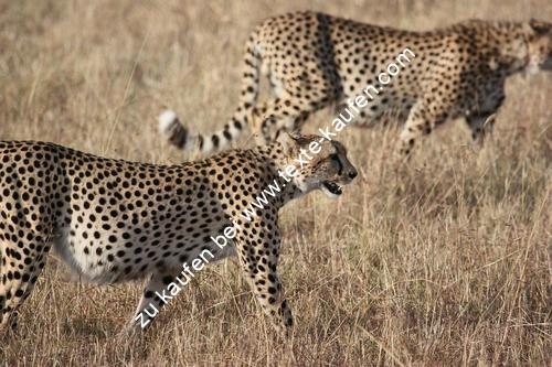 Leoparden in der Steppe von Afrika