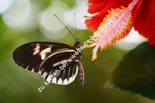 Ein Schmetterling an einer Blume