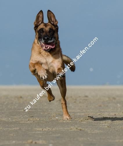Ein Schäferhund am Strand
