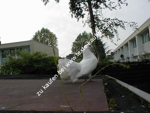 Schöner weißer Vogel