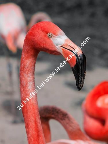 Roter Pelikan