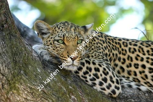 Ein Leopard auf dem Baum