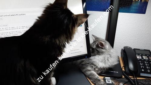 Katzen am Computer