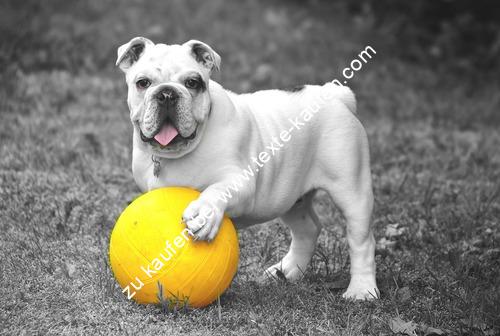 Ein Hund mit einen gelben Ball