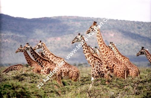 Eine Herde Giraffen unterwegs