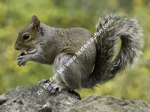 Ein Eichhörnchen am fressen