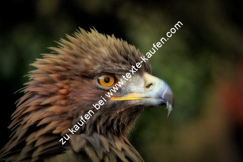 Ein Adler mit Kopfansicht