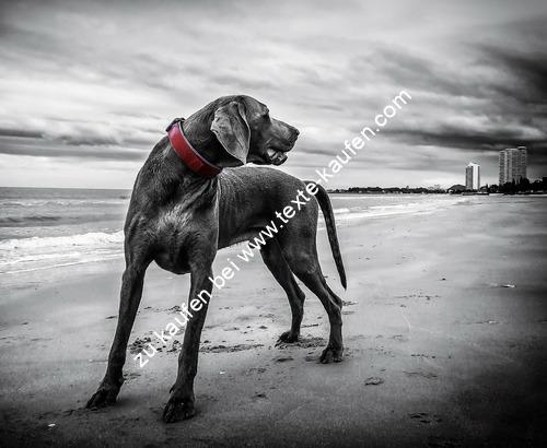 Eine Dogge am Strand