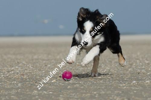 Ein kleiner Hund spielend am Strand mit einen Ball