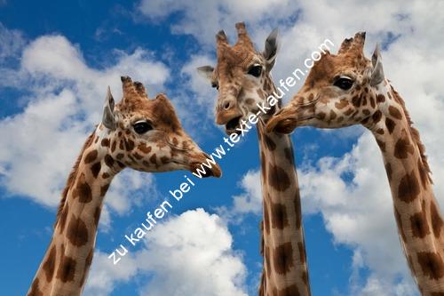 Drei Giraffen unter einen blauen Himmel