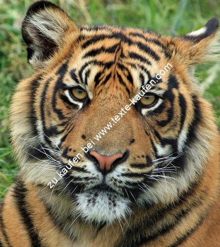 Tiger ernster Blick
